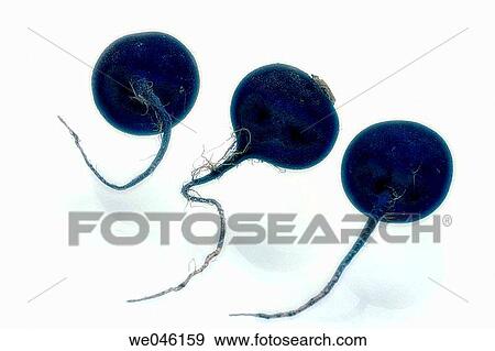 Winter Radish (Raphanus niger). February 2005, Maryland, USA View Large Photo Image Stock Photo - Winter Radish (Raphanus niger). February 2005, Maryland, USA. Fotosearch