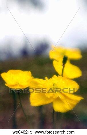 Yellow Icelandic Poppies. Papaver nudicaule. March 2006, South Carolina, USA View Large Photo Image Stock Photography - Yellow Icelandic Poppies. Papaver nudicaule. March 2006, South Carolina, USA. Fotosearch