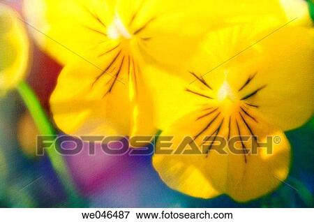 Stock Photo - Yellow Pansy Flowers. Viola x wittrockiana.. Fotosearch