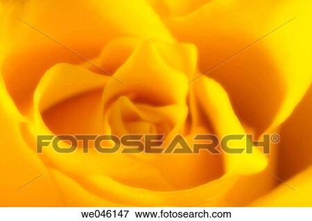 Yellow Rose Close-up. Rosa hybrid, February 2005, Maryland, USA View Large Photo Image Stock Photo - Yellow Rose Close-up. Rosa hybrid, February 2005, Maryland, USA. Fotosearch