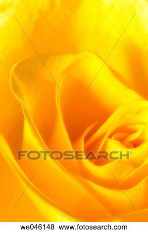 Yellow Rose Close-up. Rosa hybrid, February 2005, Maryland, USA View Large Photo Image Stock Photo - Yellow Rose Close-up. Rosa hybrid, February 2005, Maryland, USA. Fotosearch