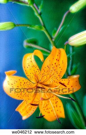 Yellow Tiger Lily. Lilium lancifolium hybrid. June 2006, Maryland, USA View Large Photo Image Stock Image - Yellow Tiger Lily. Lilium lancifolium hybrid. June 2006, Maryland, USA. Fotosearch