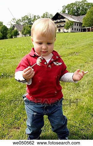 21 month old boy blowing a dandelion, Austria View Large Photo Image Stock Image - 21 month old boy blowing a dandelion, Austria. Fotosearch