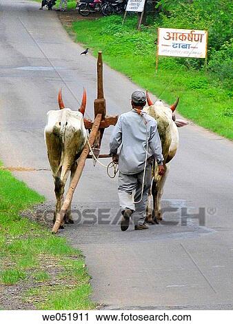 A farmar carrying a pair of bulls and a plough. Nilkantheshwar, Pune, Maharashtra, India. View Large Photo Image Stock Image - A farmar carrying a pair of bulls and a plough. Nilkantheshwar, Pune, Maharashtra, India.. Fotosearch