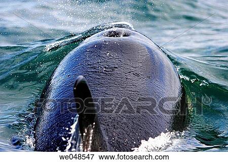 A pod of four Orcas (Orcinus orca) - also called Killer Whales - traveling from Admiralty Island to Douglass Island via Shelter Island and Favorite Channel, Southeast Alaska, USA. Pacific Ocean. A single animal surfacing. View Large Photo Image Stock Photo - A pod of four Orcas (Orcinus orca) - also called Killer Whales - traveling from Admiralty Island to Douglass Island via Shelter Island and Favorite Channel, Southeast Alaska, USA. Pacific Ocean. A single animal surfacing.. Fotosearch