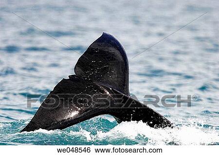 A pod of four Orcas (Orcinus orca) - also called Killer Whales - traveling from Admiralty Island to Douglass Island via Shelter Island and Favorite Channel, Southeast Alaska, USA. Pacific Ocean. This animal is showing its flukes. View Large Photo Image Stock Photograph - A pod of four Orcas (Orcinus orca) - also called Killer Whales - traveling from Admiralty Island to Douglass Island via Shelter Island and Favorite Channel, Southeast Alaska, USA. Pacific Ocean. This animal is showing its flukes.. Fotosearch