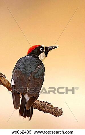 Acorn Woodpecker (Melanerpes formicivorus) View Large Photo Image Stock Image - Acorn Woodpecker (Melanerpes formicivorus). Fotosearch