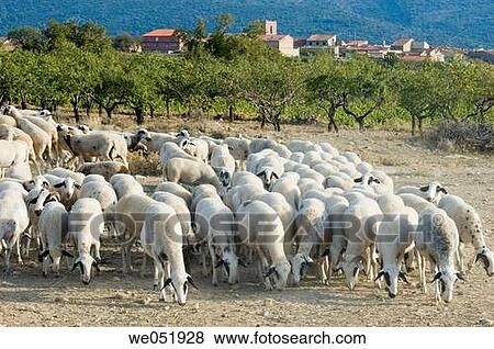 almond, country, animal, almond tree, agriculture View Large Photo Image Stock Photo - almond, country, animal, almond tree, agriculture. Fotosearch