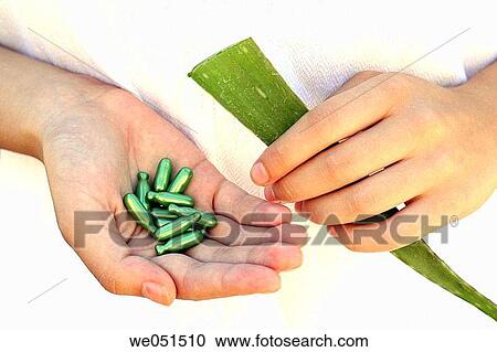 Aloe vera pearls View Large Photo Image Stock Image - Aloe vera pearls. Fotosearch