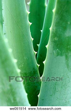 Aloe vera. View Large Photo Image Picture - Aloe vera.. Fotosearch