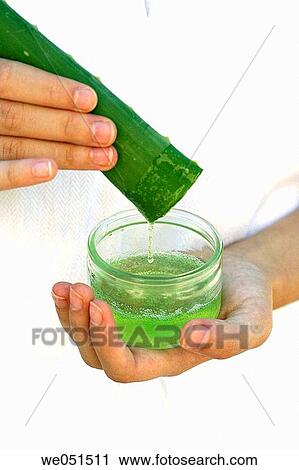Stock Image - Aloe vera.. Fotosearch
