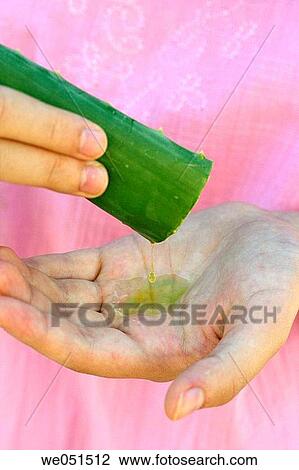 Aloe vera. View Large Photo Image Stock Image - Aloe vera.. Fotosearch