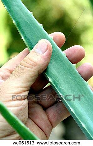 Aloe vera. View Large Photo Image Stock Image - Aloe vera.. Fotosearch