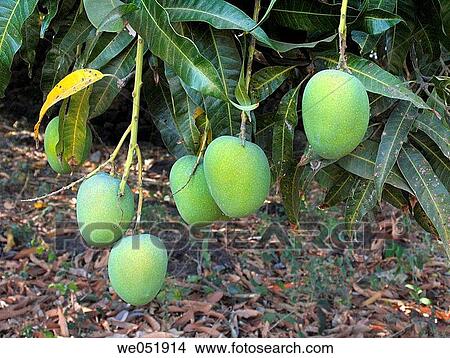 Alphonso mango hangimg on a tree. Mangifera indica L. _ Anacardiaceae, Alphonso mango. View Large Photo Image Picture - Alphonso mango hangimg on a tree. Mangifera indica L. _ Anacardiaceae, Alphonso mango.. Fotosearch