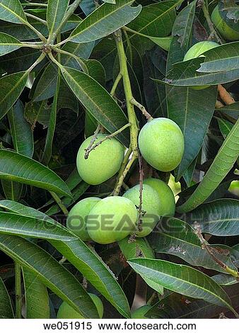 Alphonso mango hanging on a tree. Mangifera indica L. - Anacardiaceae, Alphonso mango. áRatnagiri. Maharasthra, India. View Large Photo Image Stock Photography - Alphonso mango hanging on a tree. Mangifera indica L. - Anacardiaceae, Alphonso mango. áRatnagiri. Maharasthra, India.. Fotosearch