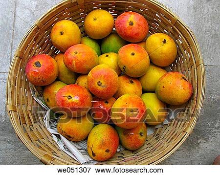 Alphonso mango, Mangifera indica L. - Anacardiaceae. The flesh of a mango is peachlike and juicy, with more or less numerous fibers radiating from the husk of the single large kidney-shaped seed. Ratnagiri, Maharashtra, India. View Large Photo Image Stock Photo - Alphonso mango, Mangifera indica L. - Anacardiaceae. The flesh of a mango is peachlike and juicy, with more or less numerous fibers radiating from the husk of the single large kidney-shaped seed. Ratnagiri, Maharashtra, India.. Fotosearch