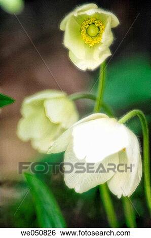 Anemone nemerosa. May 2005. Maryland, USA View Large Photo Image Stock Photograph - Anemone nemerosa. May 2005. Maryland, USA. Fotosearch