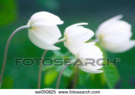 Stock Photography - Anemone nemerosa. May 2005. Maryland, USA. Fotosearch