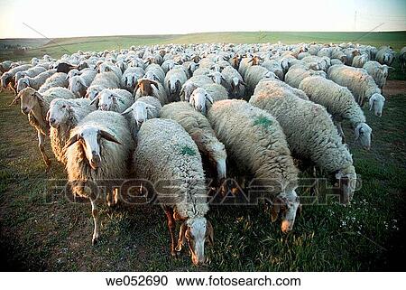 animal, Farm animal, day, country, agriculture View Large Photo Image Stock Image - animal, Farm animal, day, country, agriculture. Fotosearch
