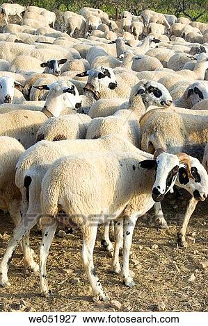 animal, Farm animal, day, country, agriculture View Large Photo Image Stock Photo - animal, Farm animal, day, country, agriculture. Fotosearch