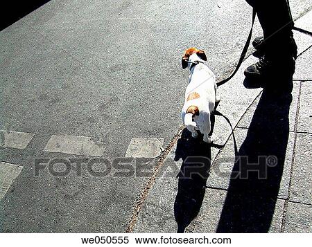 anonymous, contemporary, asphalt, animal View Large Photo Image Stock Photography - anonymous, contemporary, asphalt, animal. Fotosearch