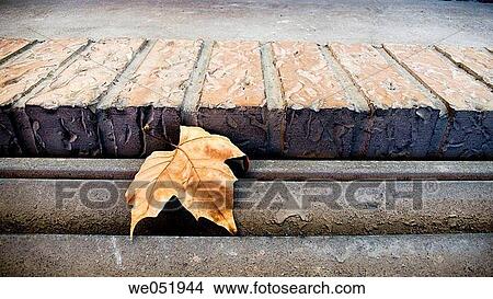 autumn, death, day, concept, ageing View Large Photo Image Picture - autumn, death, day, concept, ageing. Fotosearch