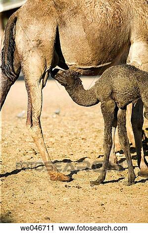 Stock Image - Baby camel drinking milk from his mother at the Camel Research Center. Bikaner. Rajasthan. India.. Fotosearch
