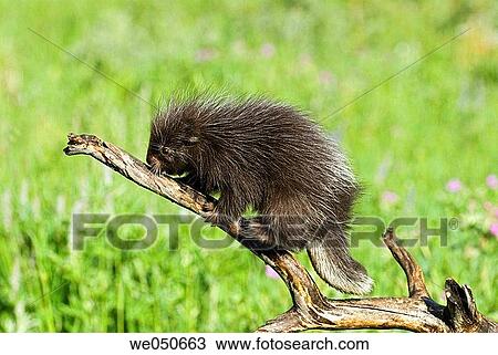 Baby porcupine on branch (Erethizon dorsatum) View Large Photo Image Stock Image - Baby porcupine on branch (Erethizon dorsatum). Fotosearch