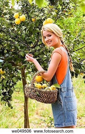 basket, blond, agriculture View Large Photo Image Stock Photograph - basket, blond, agriculture. Fotosearch