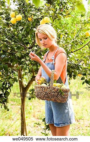 basket, blond, agriculture View Large Photo Image Stock Photography - basket, blond, agriculture. Fotosearch