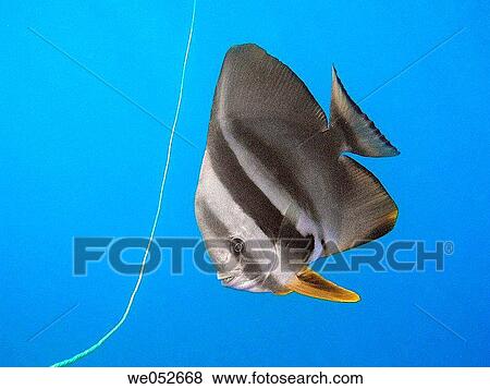 Batfish. Maldives View Large Photo Image Stock Photo - Batfish. Maldives. Fotosearch
