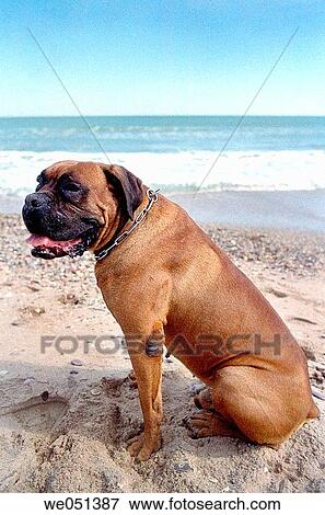 Stock Photo - beach, day, contemporary, Close-up, animal. Fotosearch