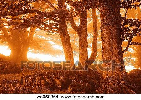Picture - Beech forest. Midi Pyr? n? es. France.. Fotosearch