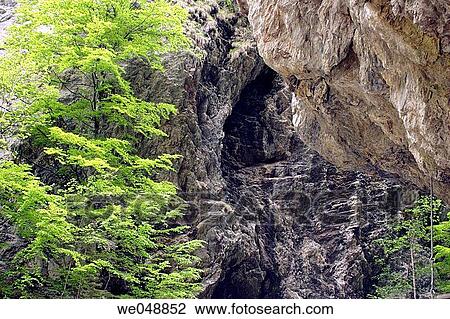 Beech trees (Fagus sylvatica) in ravine Liechtensteinklamm near St. Johann im Pongau, Salzburg, Austria View Large Photo Image Stock Image - Beech trees (Fagus sylvatica) in ravine Liechtensteinklamm near St. Johann im Pongau, Salzburg, Austria. Fotosearch