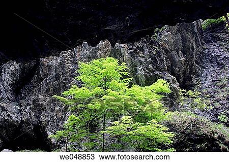 Beech trees (Fagus sylvatica) in ravine Liechtensteinklamm near St. Johann im Pongau, Salzburg, Austria View Large Photo Image Stock Image - Beech trees (Fagus sylvatica) in ravine Liechtensteinklamm near St. Johann im Pongau, Salzburg, Austria. Fotosearch
