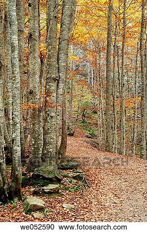 Beechwood (fagus sylvatica). Ordesa valley. Ordesa National Park and Monte Perdido. Pyrenees. Huesca. Aragon. Spain. View Large Photo Image Stock Image - Beechwood (fagus sylvatica). Ordesa valley. Ordesa National Park and Monte Perdido. Pyrenees. Huesca. Aragon. Spain.. Fotosearch