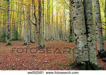 Beechwood (fagus sylvatica). Ordesa valley. Ordesa National Park and Monte Perdido. Pyrenees. Huesca. Aragon. Spain. View Large Photo Image Stock Image - Beechwood (fagus sylvatica). Ordesa valley. Ordesa National Park and Monte Perdido. Pyrenees. Huesca. Aragon. Spain.. Fotosearch