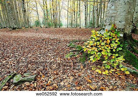 Beechwood (fagus sylvatica). Ordesa valley. Ordesa National Park and Monte Perdido. Pyrenees. Huesca. Aragon. Spain. View Large Photo Image Stock Image - Beechwood (fagus sylvatica). Ordesa valley. Ordesa National Park and Monte Perdido. Pyrenees. Huesca. Aragon. Spain.. Fotosearch