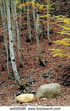 Beechwood (fagus sylvatica). Ordesa valley. Ordesa National Park and Monte Perdido. Pyrenees. Huesca. Aragon. Spain. View Large Photo Image Stock Photo - Beechwood (fagus sylvatica). Ordesa valley. Ordesa National Park and Monte Perdido. Pyrenees. Huesca. Aragon. Spain.. Fotosearch