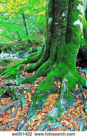 Beechwood. Orlu. Midi-Pyr? n? es. Ari? ge. Francia View Large Photo Image Stock Image - Beechwood. Orlu. Midi-Pyr? n? es. Ari? ge. Francia. Fotosearch