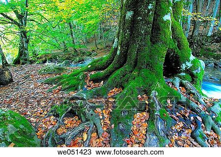 Beechwood. Orlu. Midi-Pyr? n? es. Ari? ge. Francia View Large Photo Image Stock Image - Beechwood. Orlu. Midi-Pyr? n? es. Ari? ge. Francia. Fotosearch