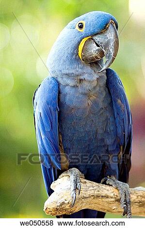 bird, nature, fauna, blue, animal View Large Photo Image Stock Photo - bird, nature, fauna, blue, animal. Fotosearch