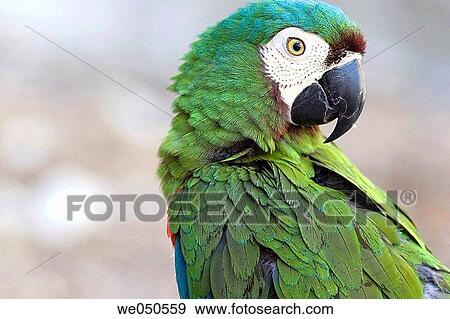 bird, nature, green, fauna, animal View Large Photo Image Stock Photo - bird, nature, green, fauna, animal. Fotosearch