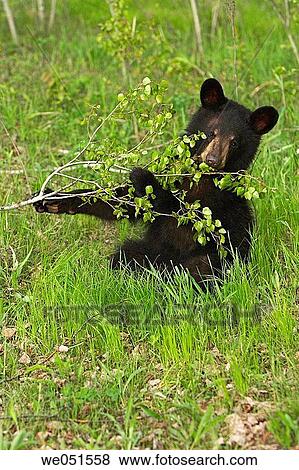 Black Bear (Ursus americanus) View Large Photo Image Stock Photo - Black Bear (Ursus americanus). Fotosearch