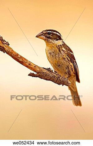 Black-headed Grosbeak (Pheucticus melanocephalus) View Large Photo Image Picture - Black-headed Grosbeak (Pheucticus melanocephalus). Fotosearch