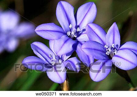 Lục Bát Hoa ĐV - Page 36 Blue-grass-lily-aphyllanthes-stock-image__we050371