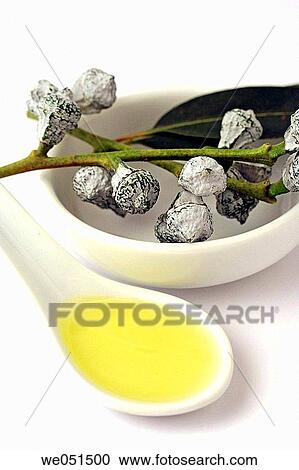 Blue gums essential oil (Eucalyptus globulus) View Large Photo Image Stock Image - Blue gums essential oil (Eucalyptus globulus). Fotosearch