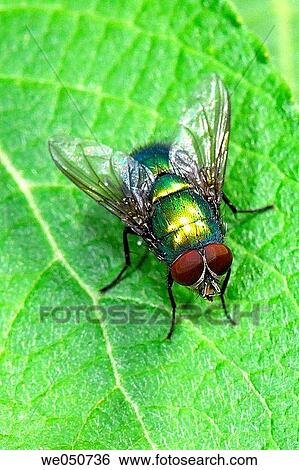 Bluebottle Fly. Lucilia caesar. View Large Photo Image Stock Photograph - Bluebottle Fly. Lucilia caesar.. Fotosearch