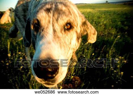 blurred, country, contemporary, Close-up, animal View Large Photo Image Stock Photograph - blurred, country, contemporary, Close-up, animal. Fotosearch