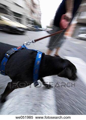 blurred motion, contemporary, city, animal View Large Photo Image Stock Photography - blurred motion, contemporary, city, animal. Fotosearch